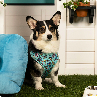 New Pokémon pet accessories collection